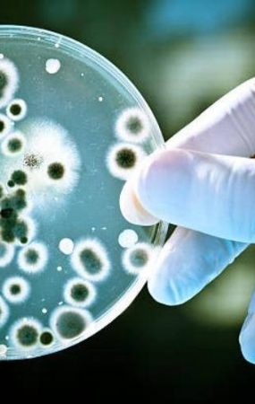 candida auris