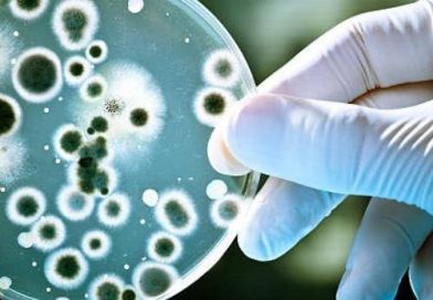 candida auris