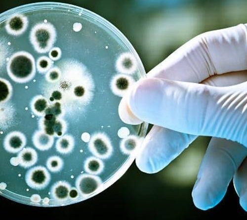 candida auris